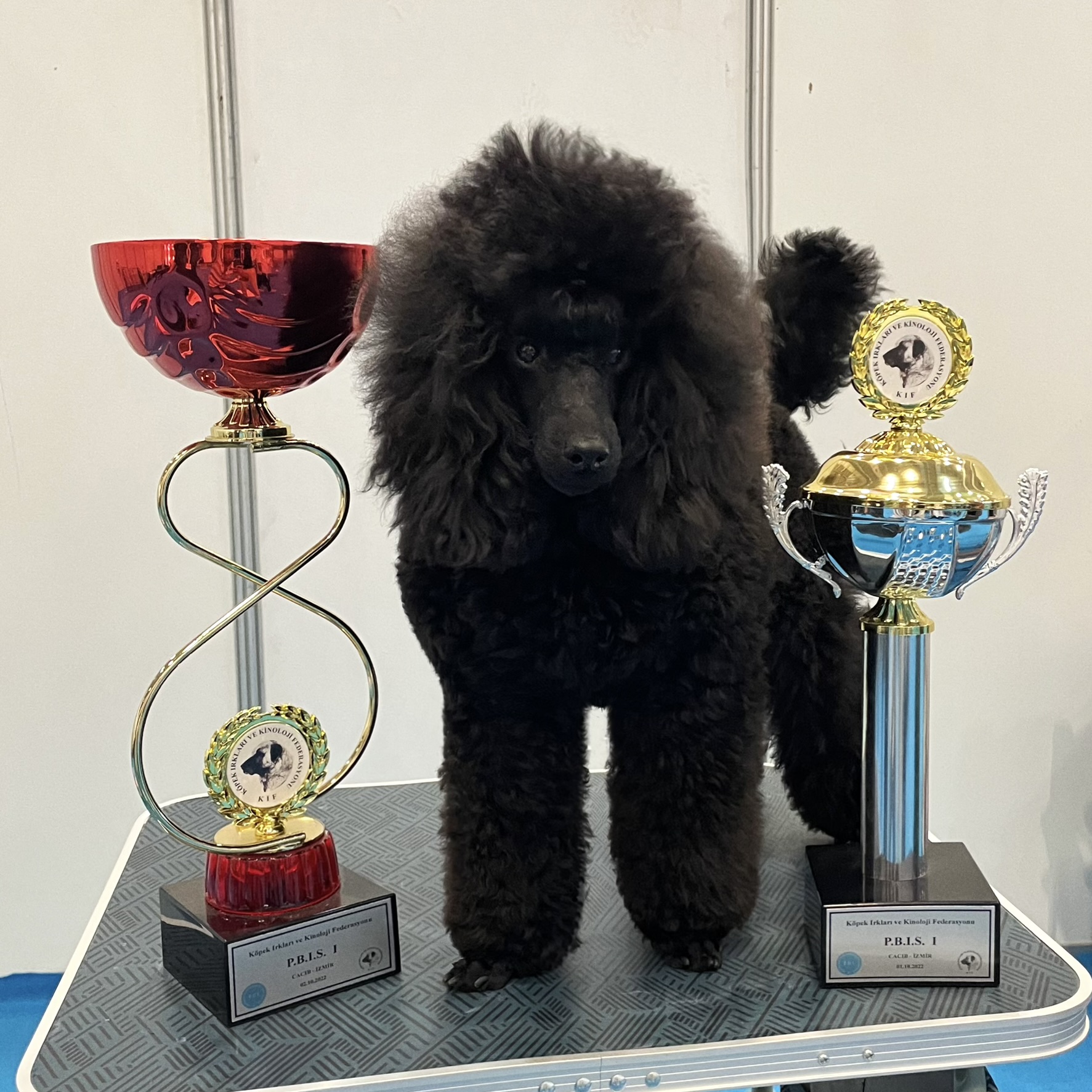 toy-poodle-show-dog-toydoghouse.jpg