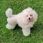 BEYAZ TOY POODLE