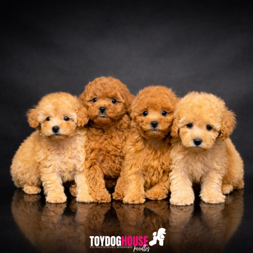 red-toy-poodle-yavru.jpg