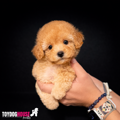 red-toy-poodle-yavru.jpg