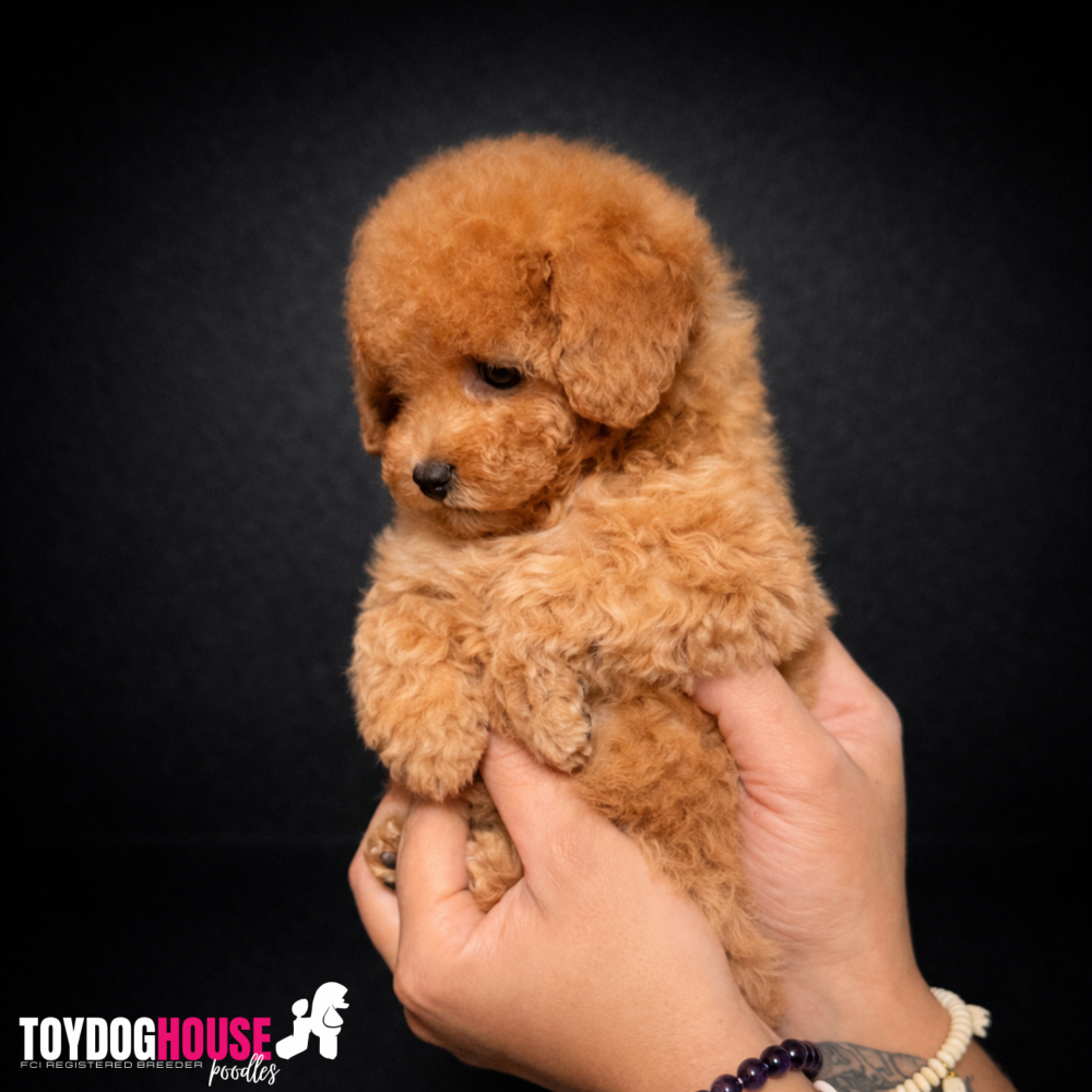 red-toy-poodle-yavru.jpg